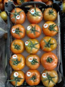 گوجه فرنگی لوکس صادراتی